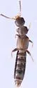 Anomognathus cuspidatus