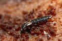 Anomognathus cuspidatus - photo 5