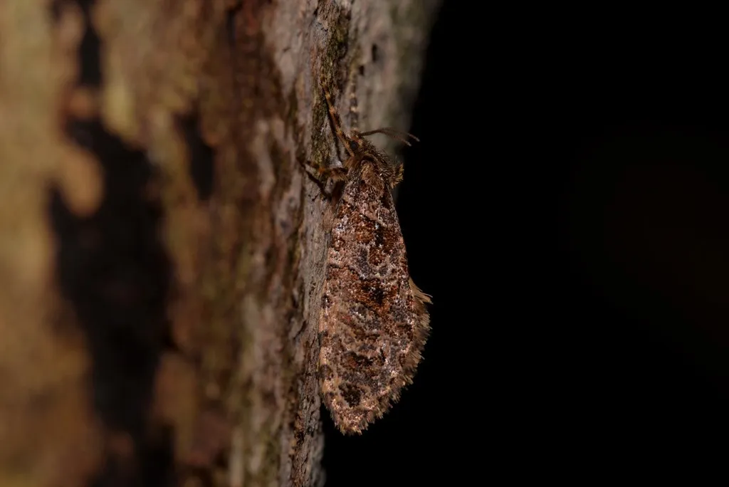 Anomosetidae - photo 2