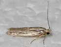 Anoncia aciculata - Hodges#1539