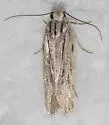 Anoncia aciculata - Hodges#1539 - photo 2