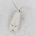 Anoncia leucoritis - Hodges#1546