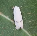 Anoncia leucoritis - Hodges#1546 - photo 2