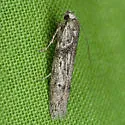 Anoncia venis - Hodges#1555