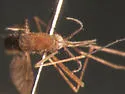 Anopheles atropos