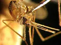 Anopheles atropos - photo 2