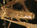 Anopheles atropos - photo 3