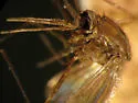 Anopheles atropos - photo 4