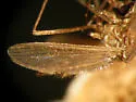 Anopheles atropos - photo 5