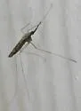Anopheles crucians