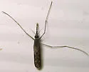 Anopheles crucians - photo 2