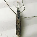 Anopheles crucians - photo 3