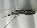 Anopheles crucians - photo 4