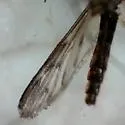 Anopheles crucians - photo 5