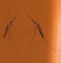 Anopheles earlei