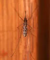 Anopheles earlei - photo 2