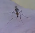 Anopheles earlei - photo 3