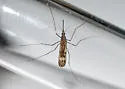 Anopheles earlei - photo 5