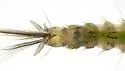 Anopheles franciscanus