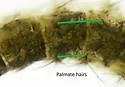 Anopheles franciscanus - photo 2