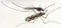 Anopheles franciscanus - photo 5