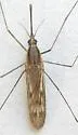 Anopheles freeborni