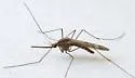 Anopheles freeborni - photo 2