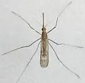 Anopheles freeborni - photo 3