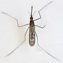 Anopheles freeborni - photo 4