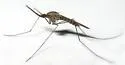 Anopheles freeborni - photo 5