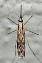 Anopheles perplexens