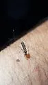 Anopheles perplexens - photo 3