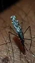 Anopheles perplexens - photo 4