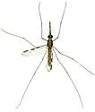 Anopheles pseudopunctipennis