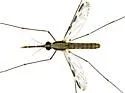 Anopheles pseudopunctipennis - photo 2
