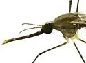 Anopheles pseudopunctipennis - photo 3