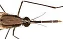 Anopheles pseudopunctipennis - photo 5