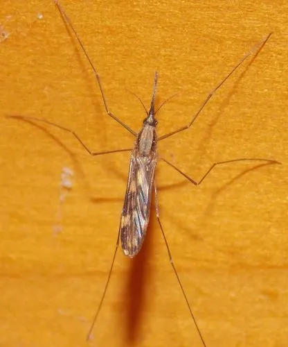 Anopheles punctipennis - photo 2