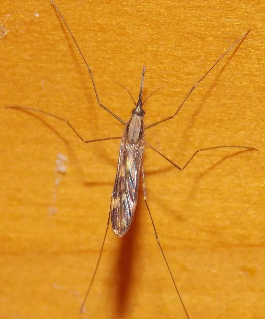 Anopheles punctipennis - photo 3