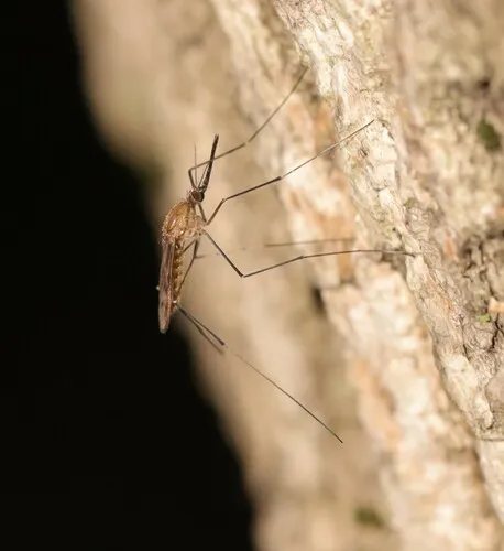 North American Malaria Mosquito