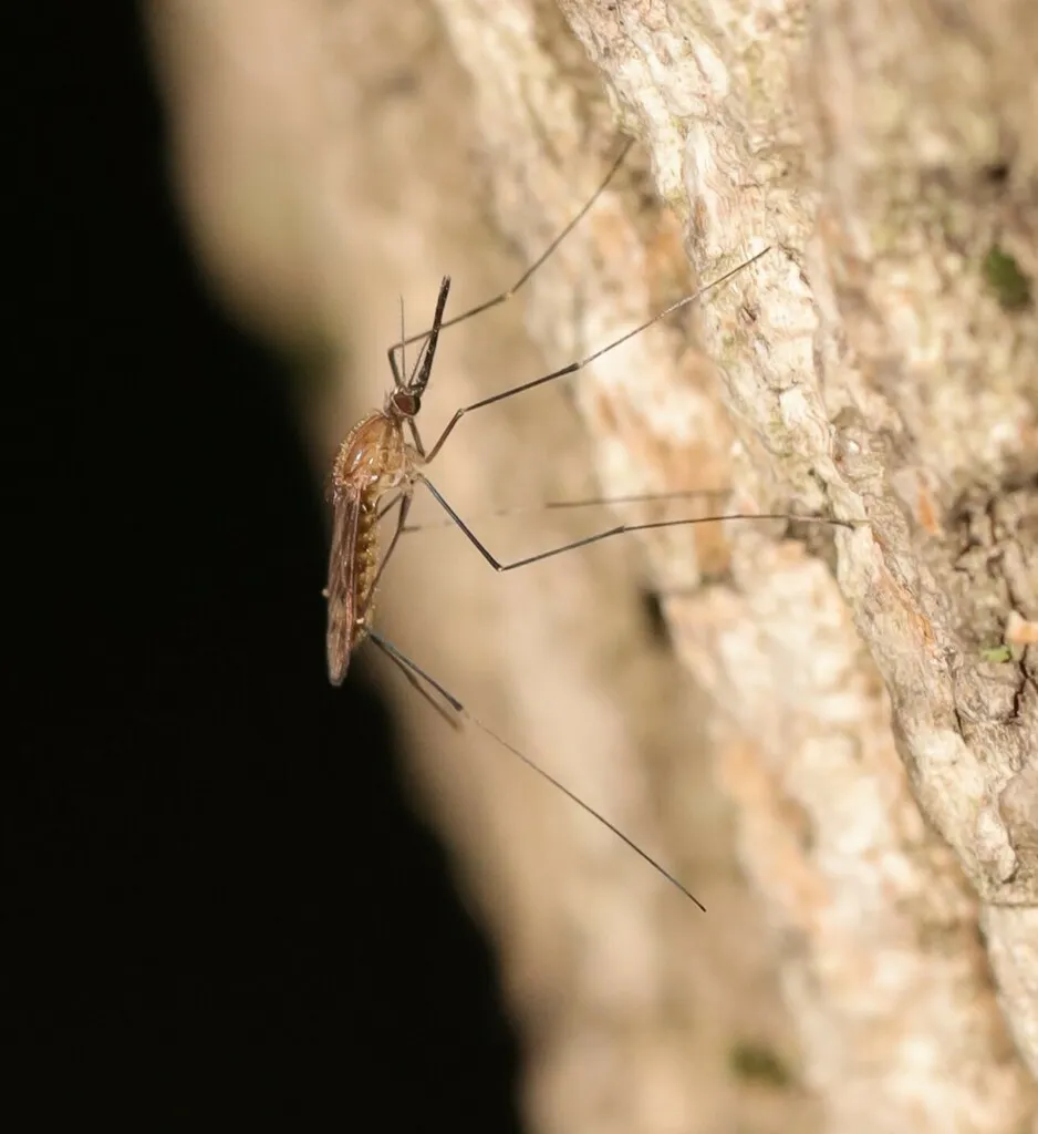 North American Malaria Mosquito - photo 2