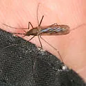Anopheles walkeri