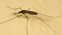 Anopheles walkeri - photo 2
