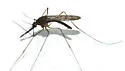 Anopheles walkeri - photo 3