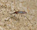 Anopheles walkeri - photo 4