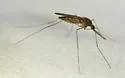 Anopheles walkeri - photo 5