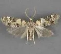 Anopina arizonana - Hodges#3586