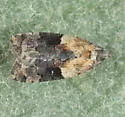 Anopina chiricahuae - Hodges#3587.1