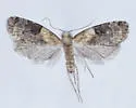 Anopina chiricahuae - Hodges#3587.1 - photo 2