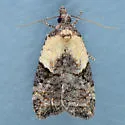 Anopina chiricahuae - Hodges#3587.1 - photo 4